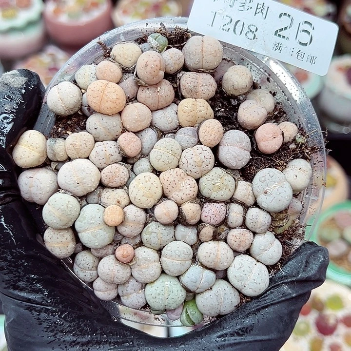 生石花满18包邮1208-26