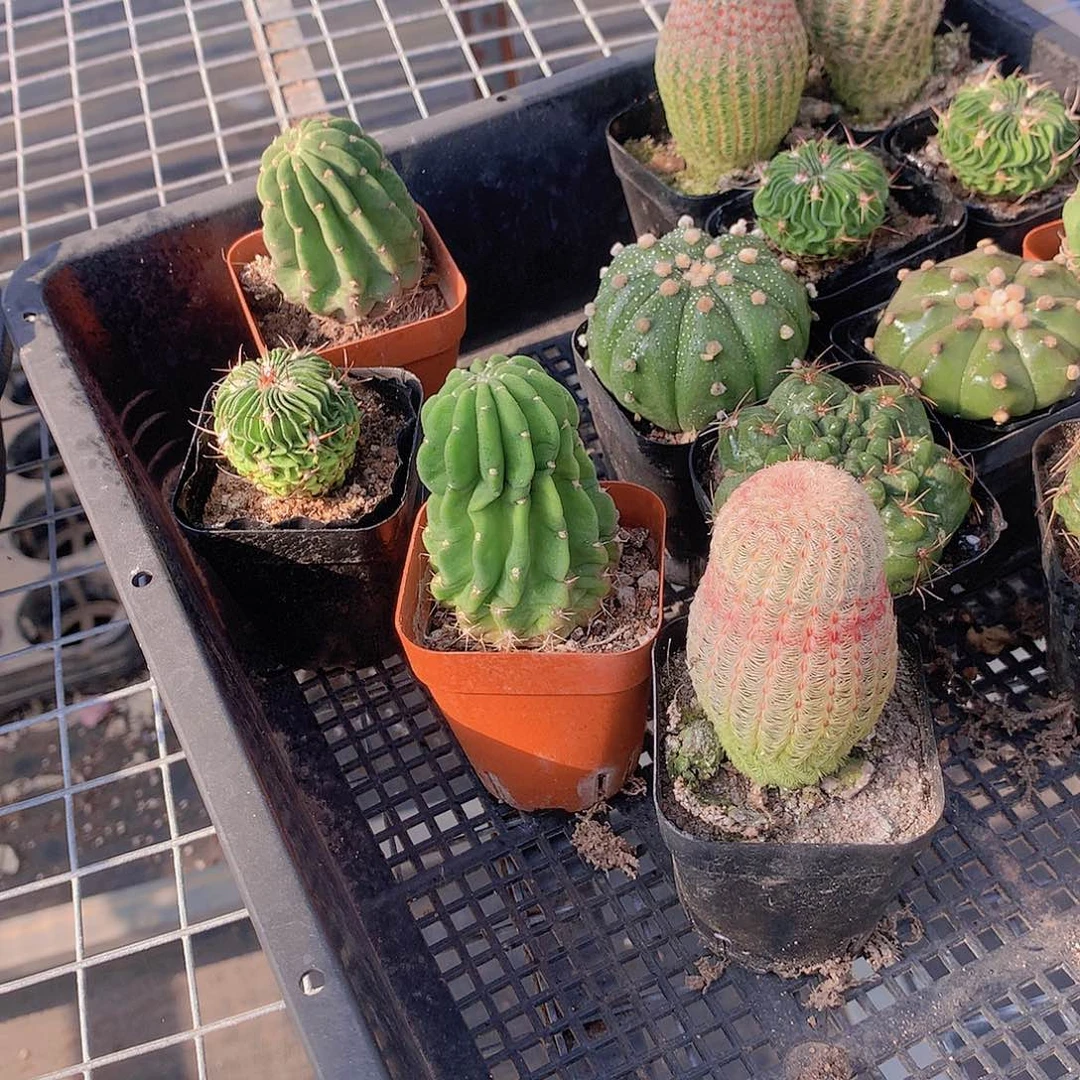 三颗仙人球35678999000000