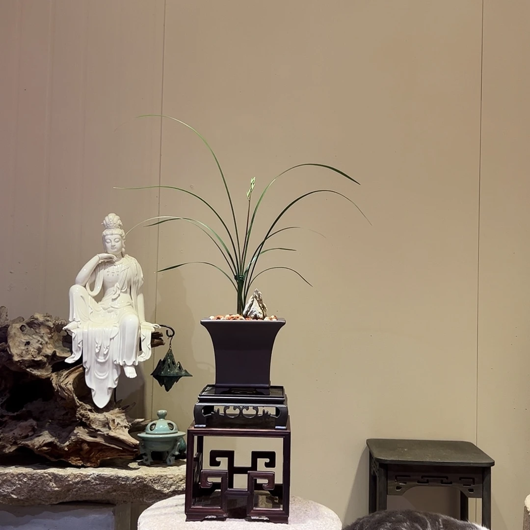 大部分花苞少量开放细叶寒兰