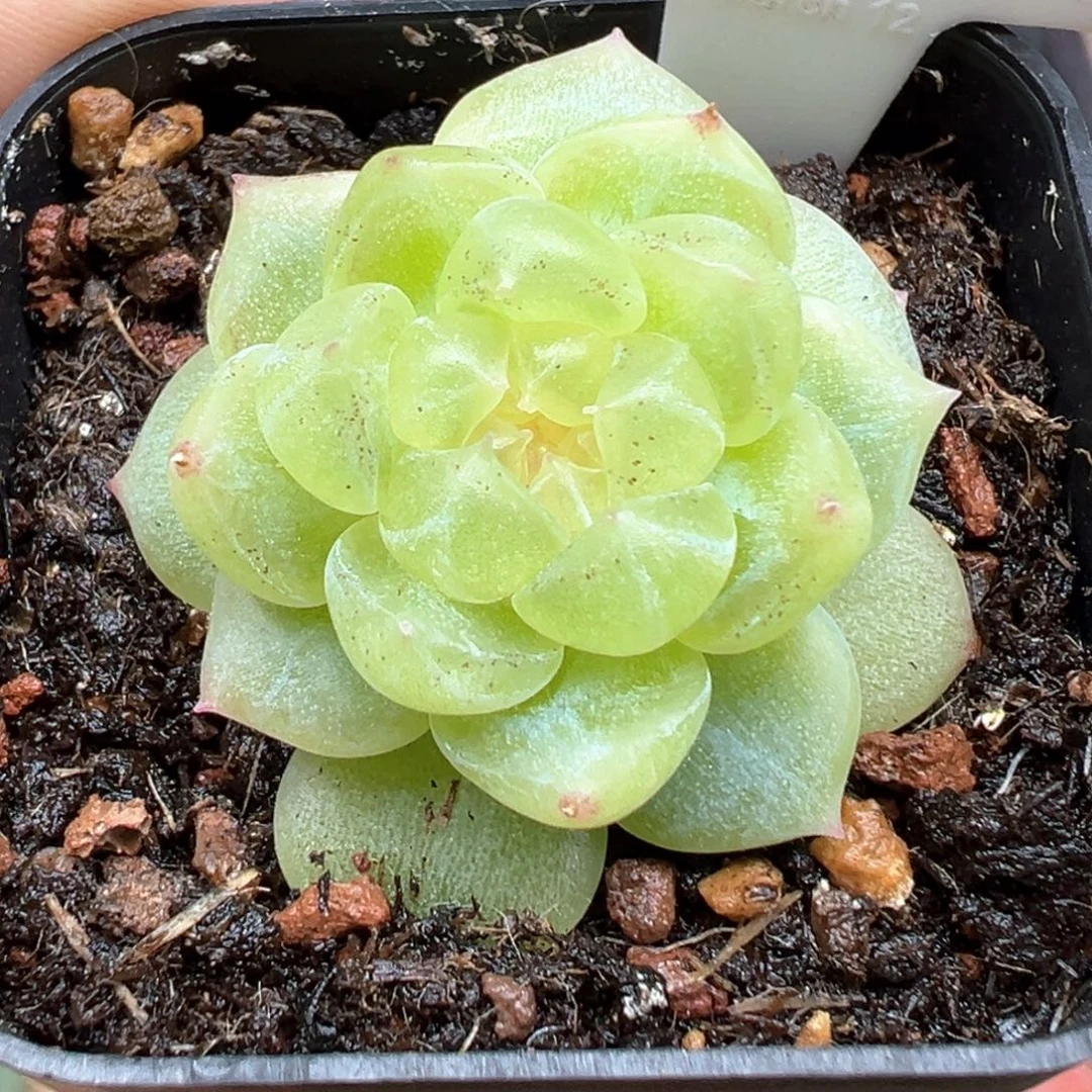 300号财富有晒斑 晗雨多肉