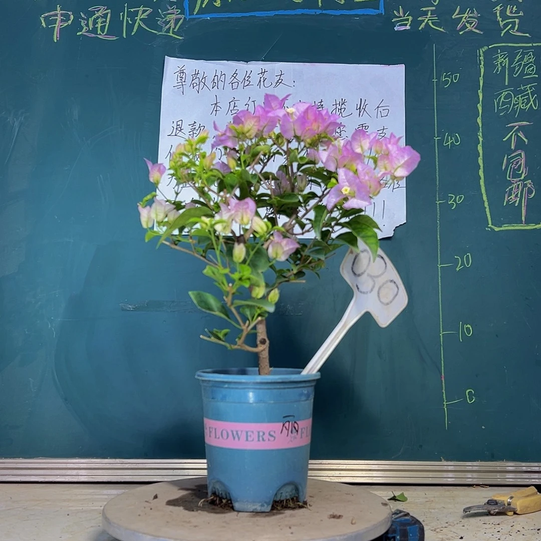 当前无花栽培后可以开花绿叶丽娜 030