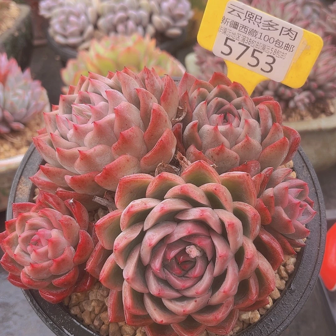 5753绿龙多肉植物