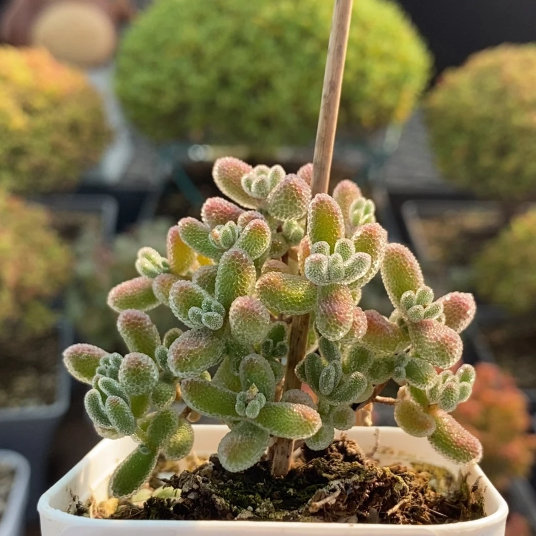 实生冰晶0703枝干番杏