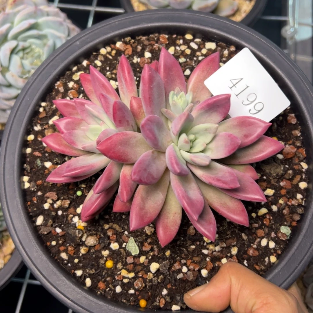 为**歌4199多肉多多多多多