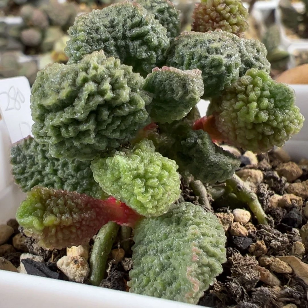 油亮满纹新品老庄