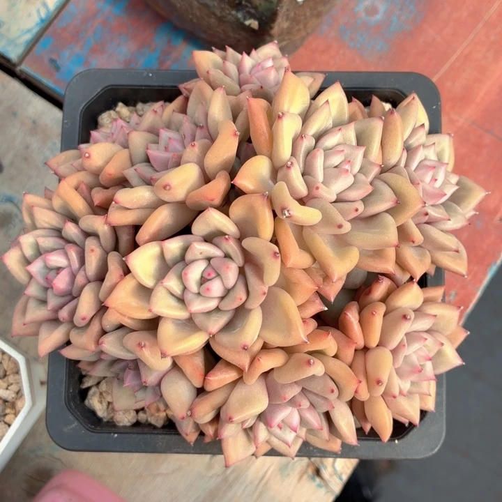 多肉植物 黄金象牙-4
