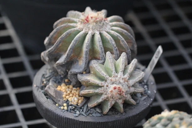 花友专拍链接～55米专拍