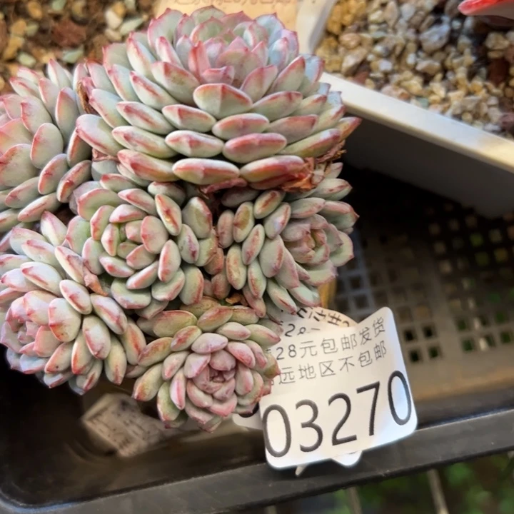 幸运的是你能在幸运