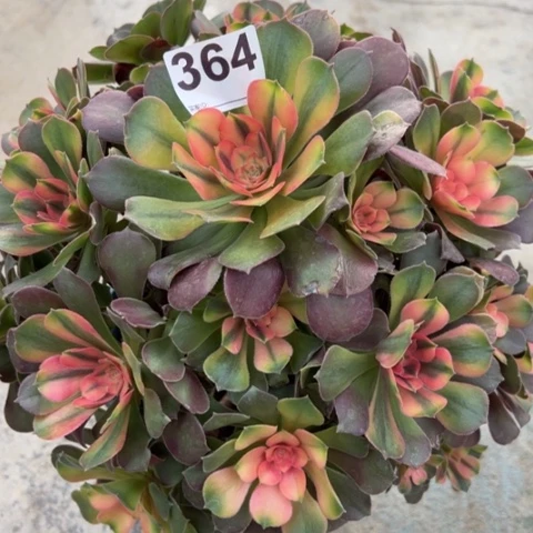 364雅典娜30厘米左右