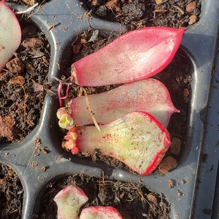 斗牛士覆轮红莲组合283