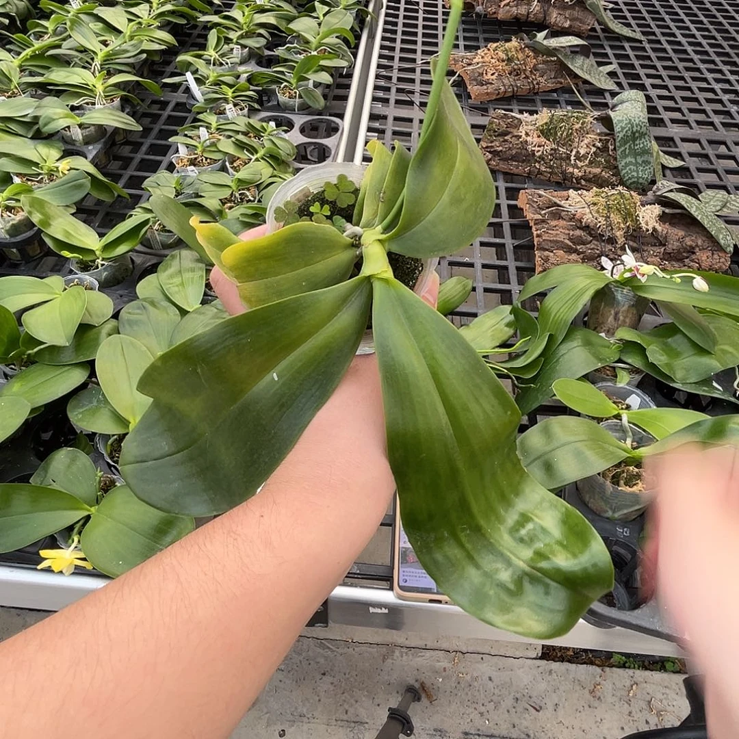 完全开放男孩女孩分生苗 6号