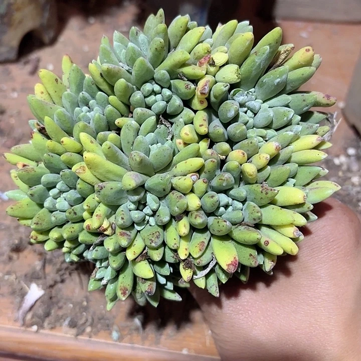 仙女杯多肉植物提取