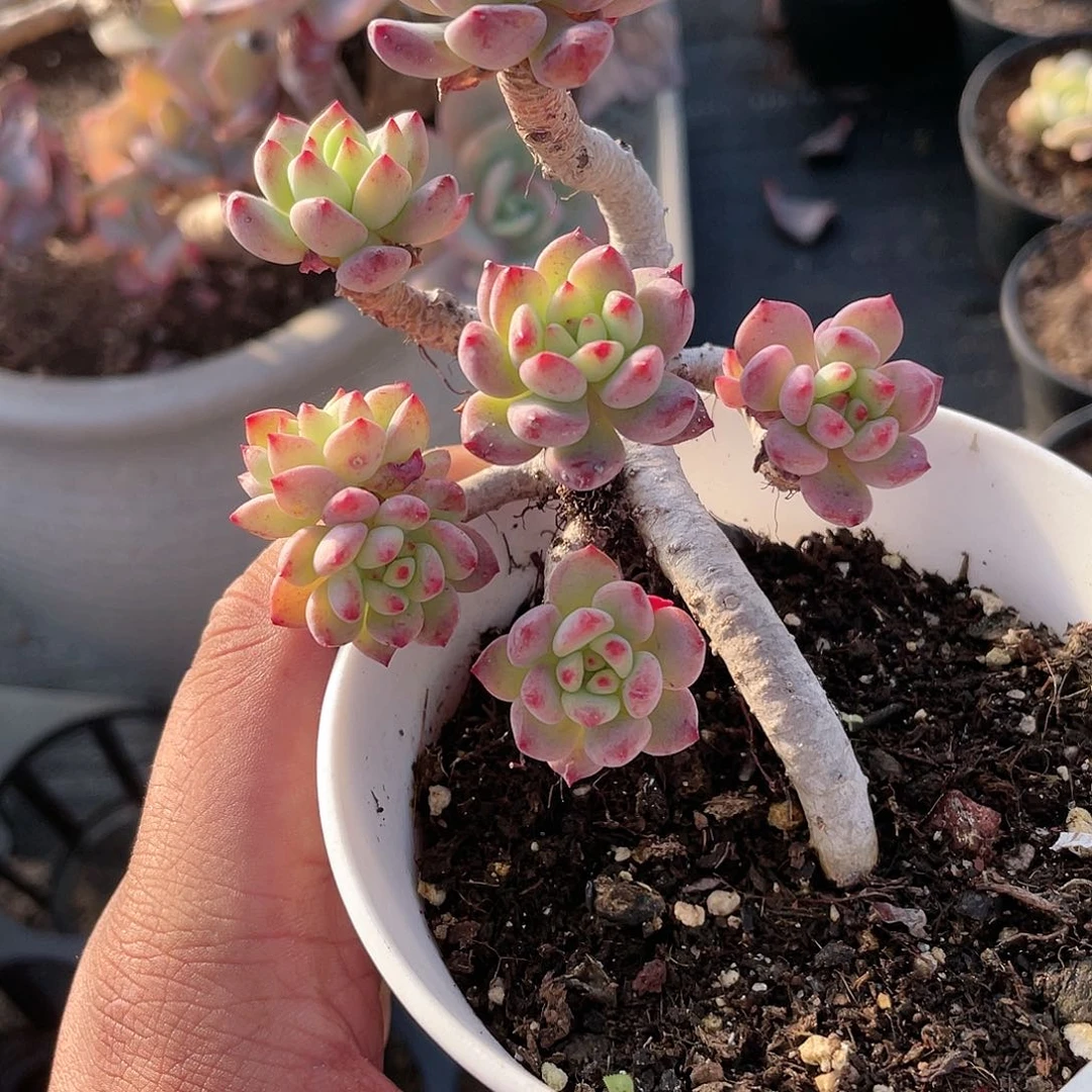 1723  蓝苹果 六月六