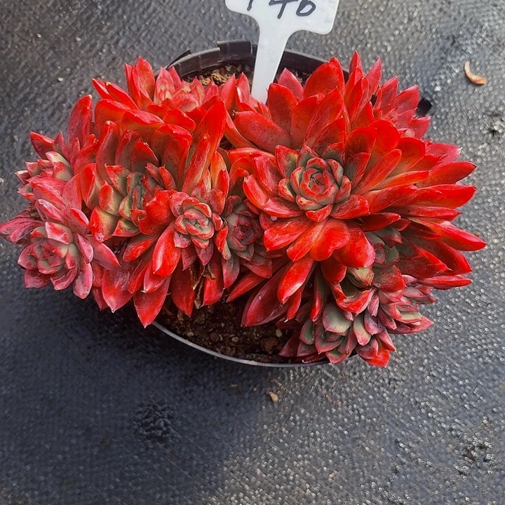 暮***雨丽娟花卉新品东云多头发货