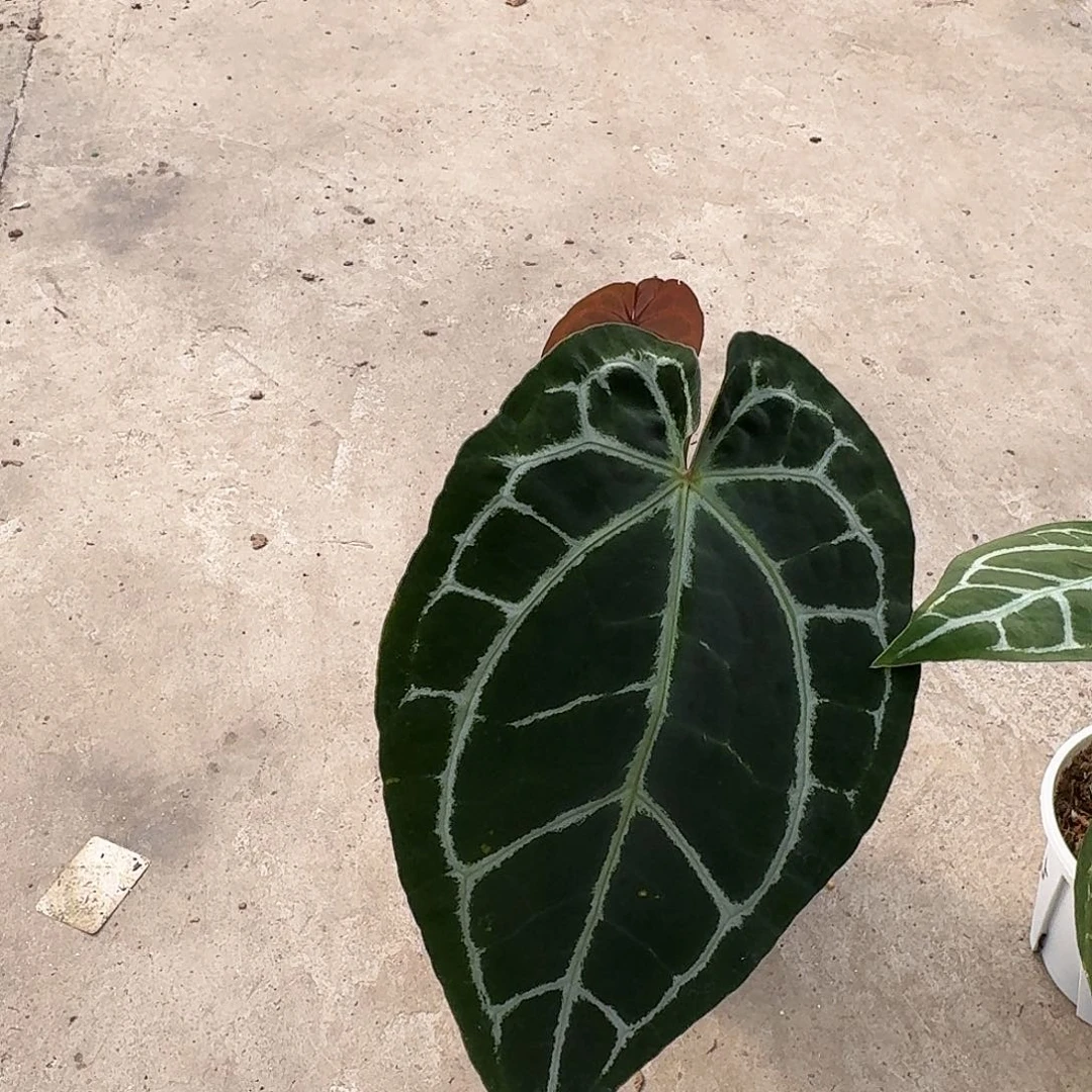 二***人完全开放红水晶杂南美原种水晶F116