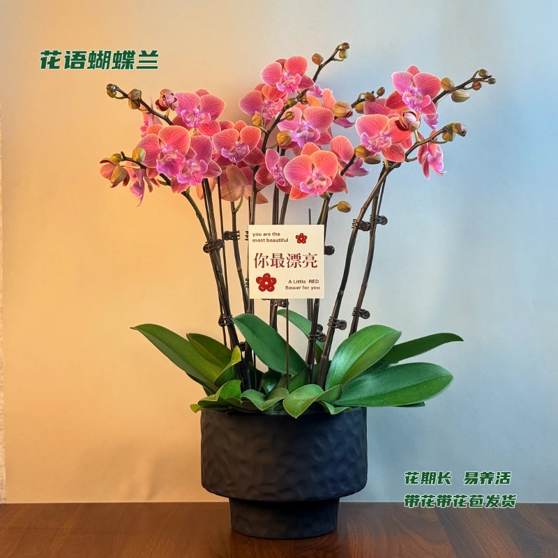 蝴蝶兰【唯美】 带花带花苞发货 室内客厅阳台花卉 好养易活