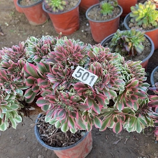 独***路多肉植物一个女巫501