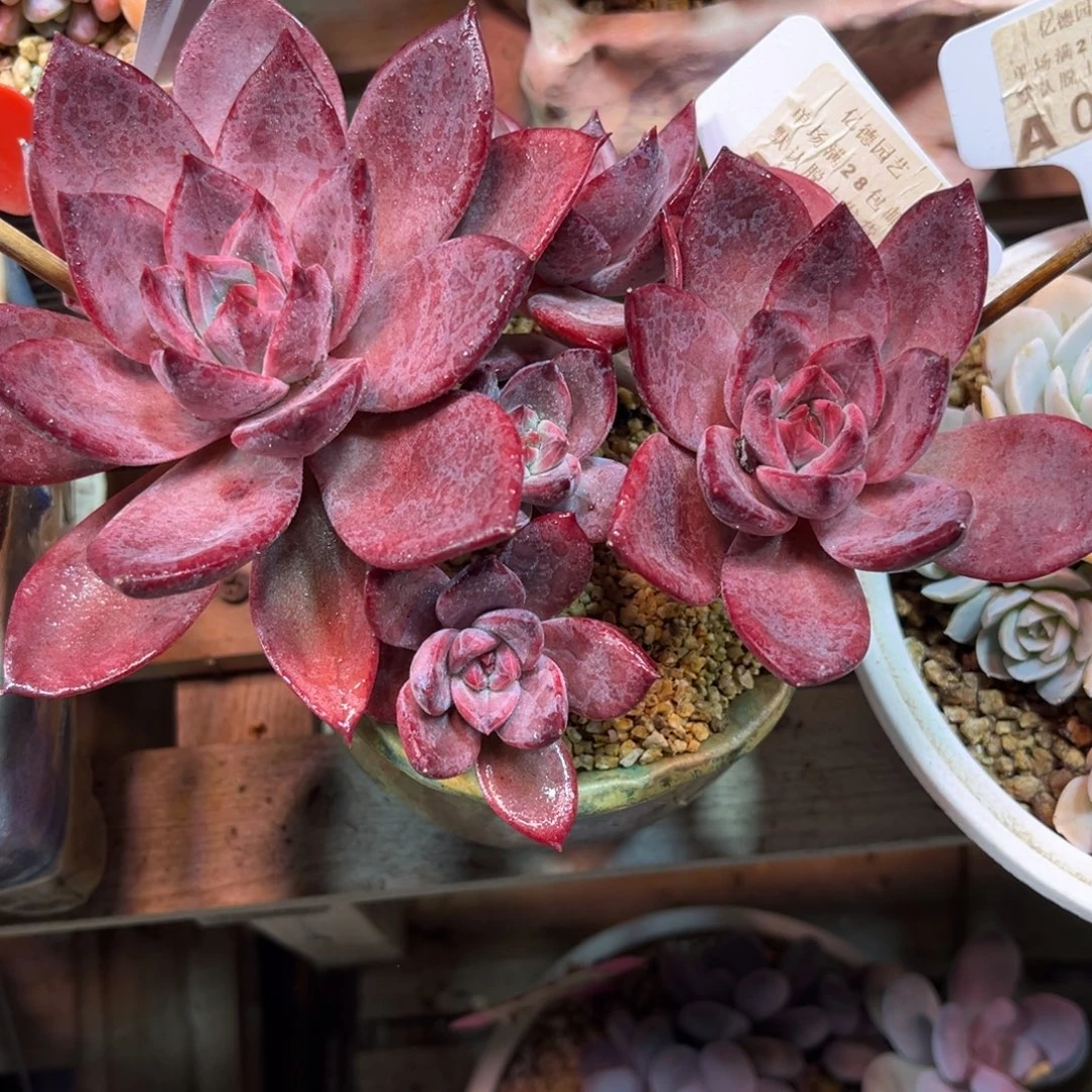 红糖卡多肉植物guijun