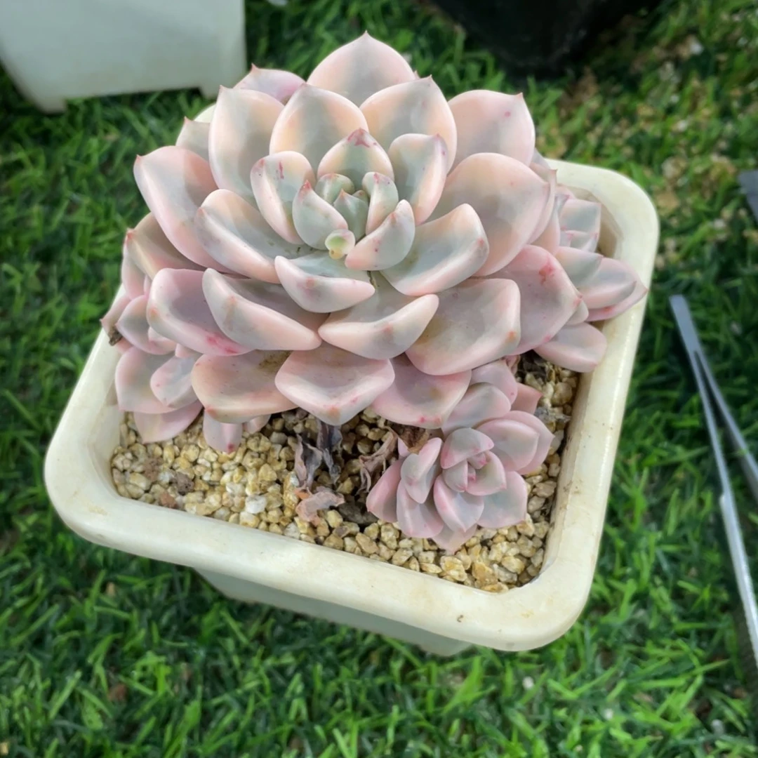 红粉佳人锦冠幅10 一物一拍