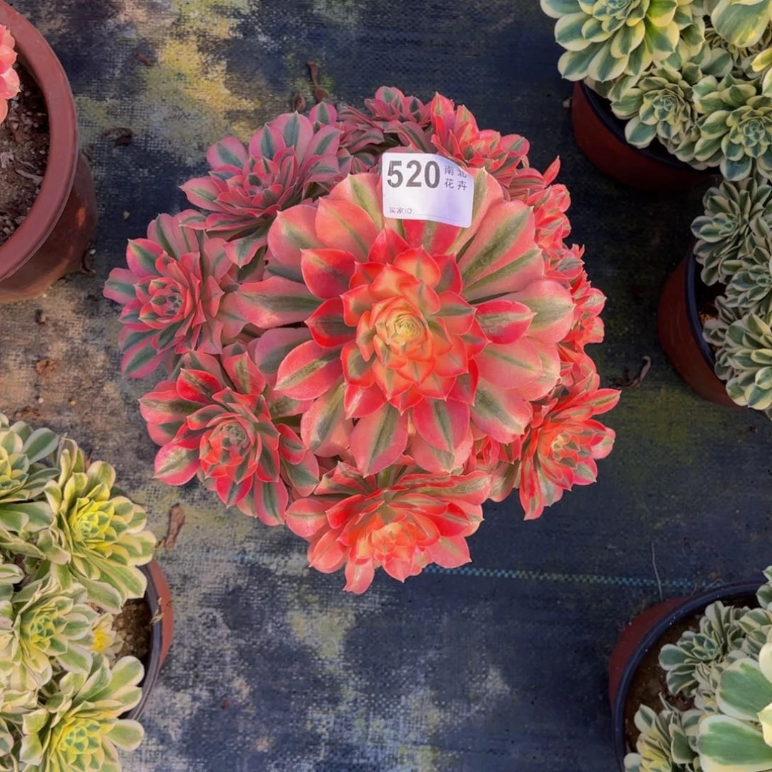 多肉女巫0000000520