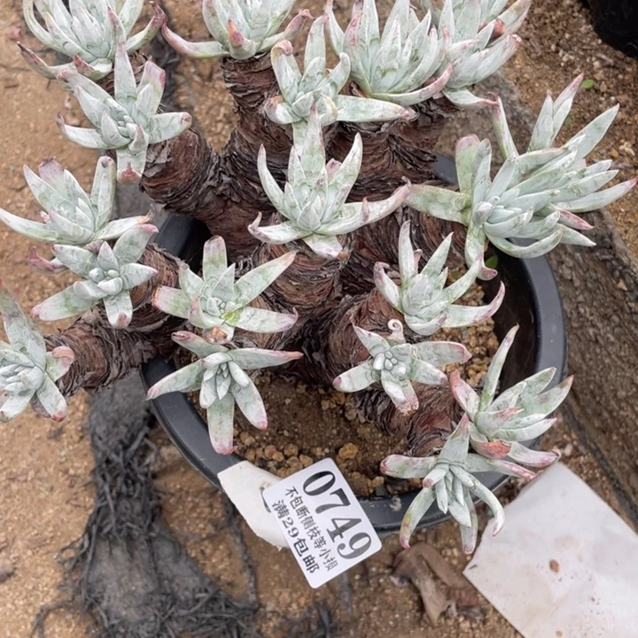 749号雪花有微瑕多肉植物