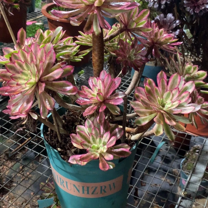 七***海493仙墨多肉植物特价