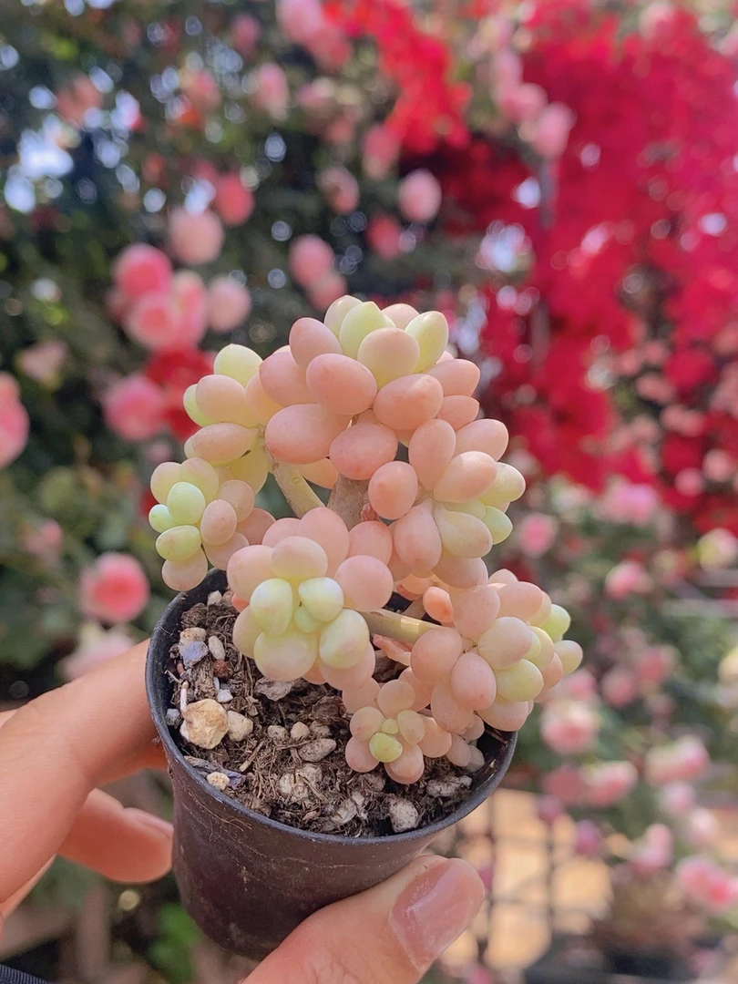 小树造型桩洛可可好养可爱