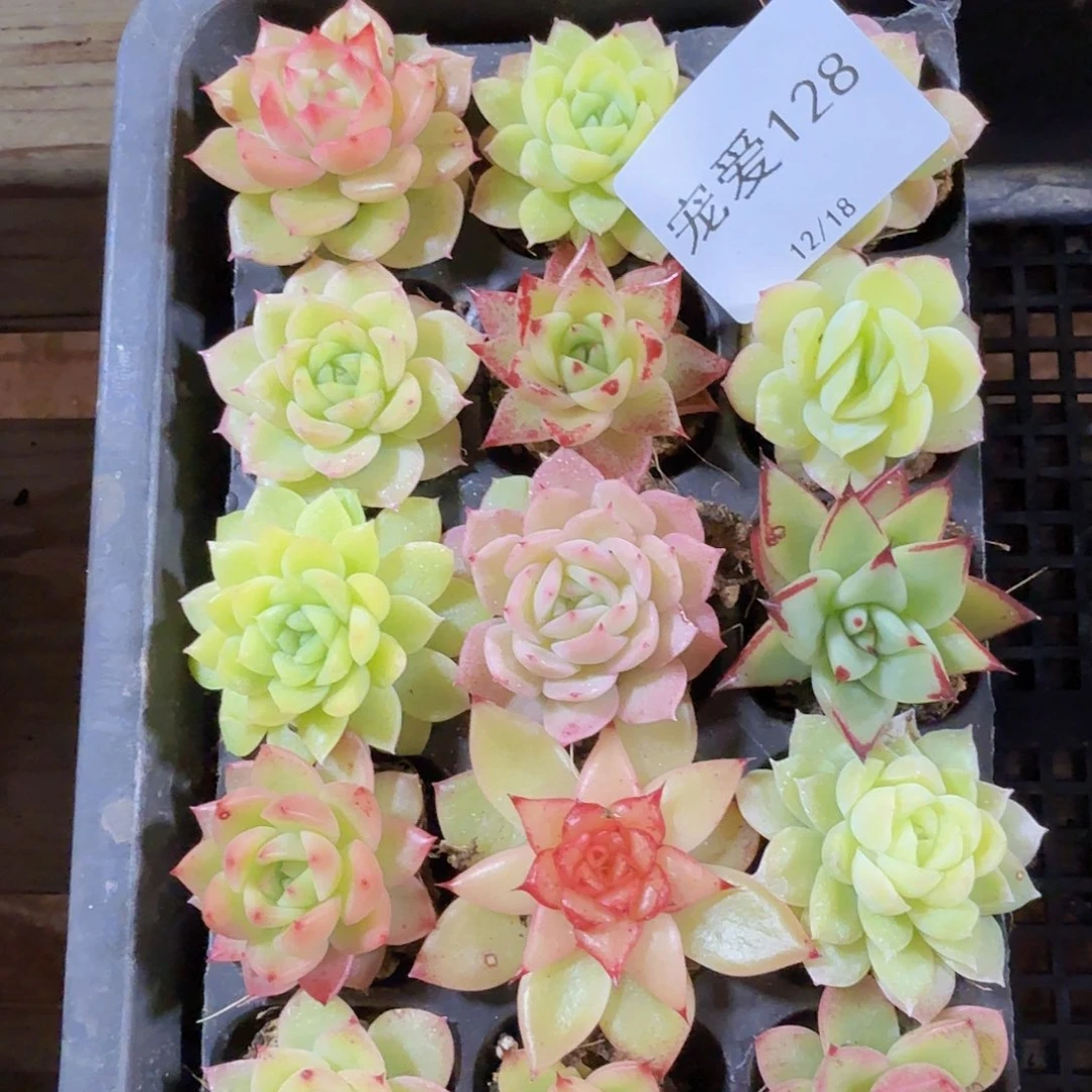 直播福利一物一拍128