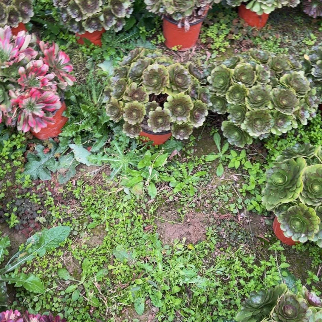 余***生奔龙两个多肉植物捧花10