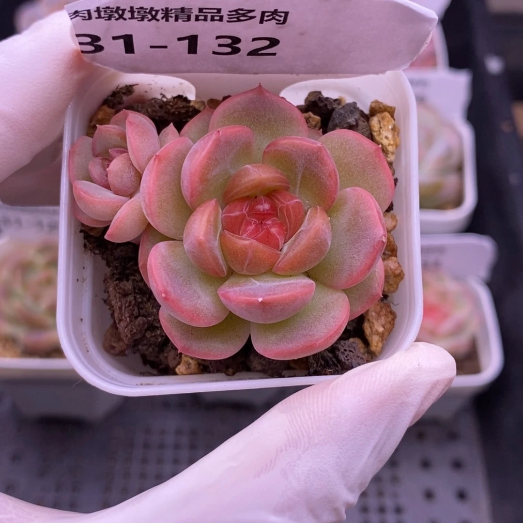 【闪购商品】31-132琴心