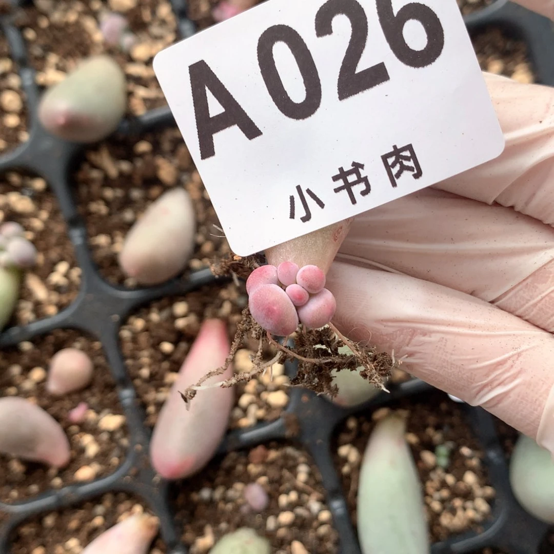 026 米可奶酪多肉石化