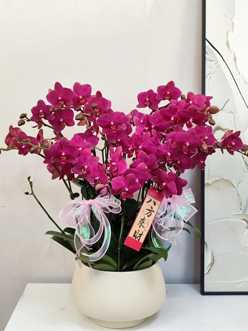 蝴蝶兰 【火凤凰】真花 秋冬耐寒花卉 四季开花 多样性发货