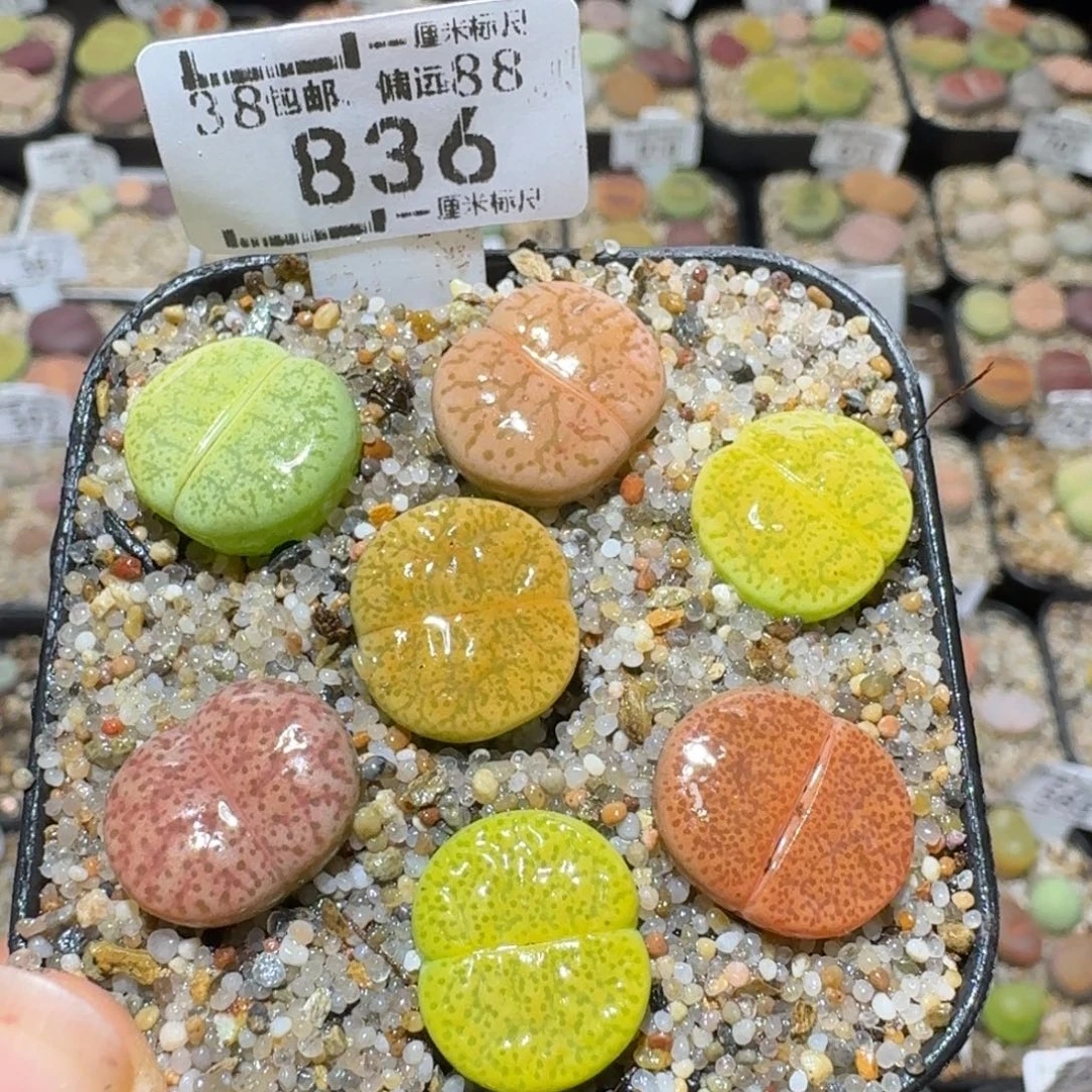 Sss清仓价便宜出836