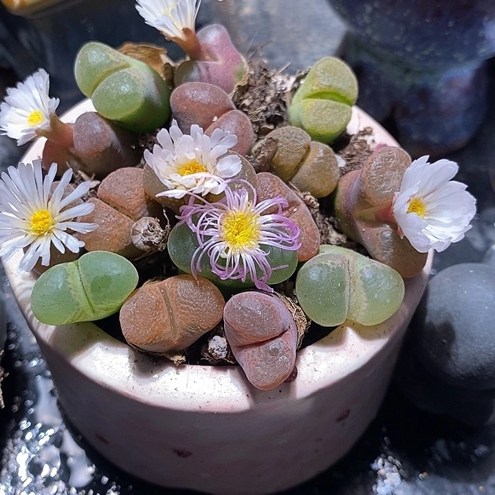 十颗单头彩风铃。