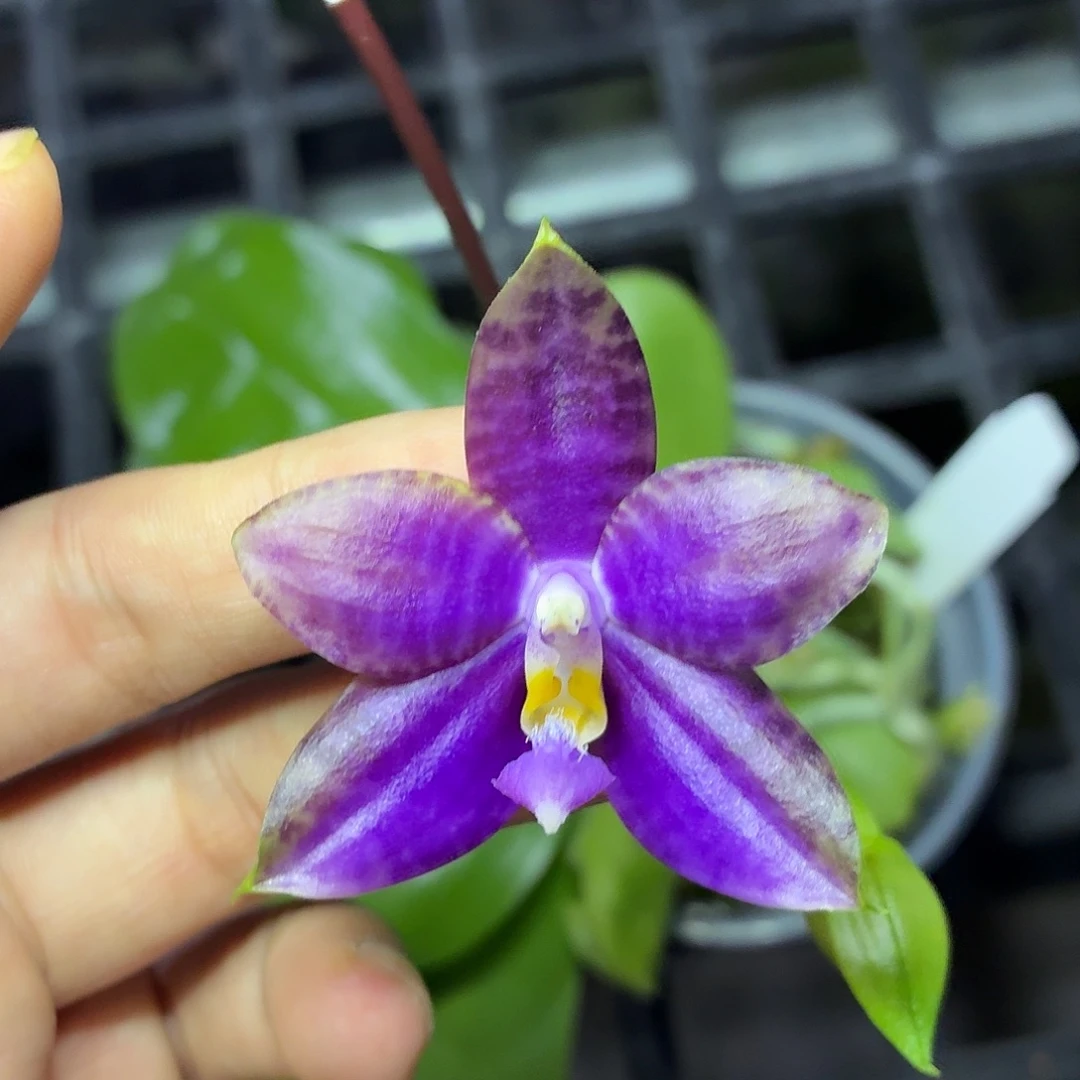 当前无花朵，栽培后可花朵A858yss1209三苗