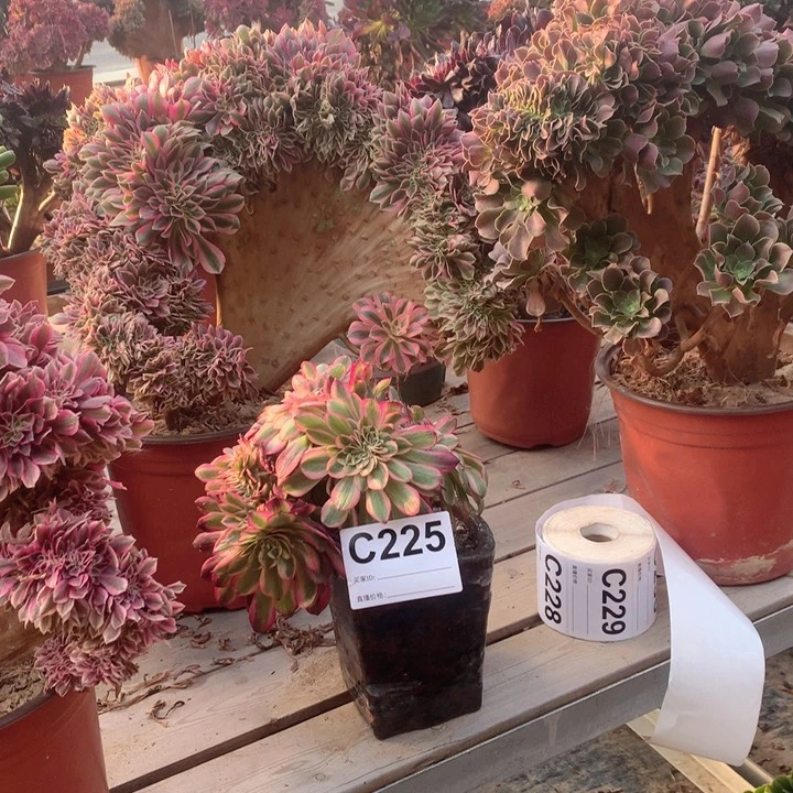 225 倾城缀多肉法师