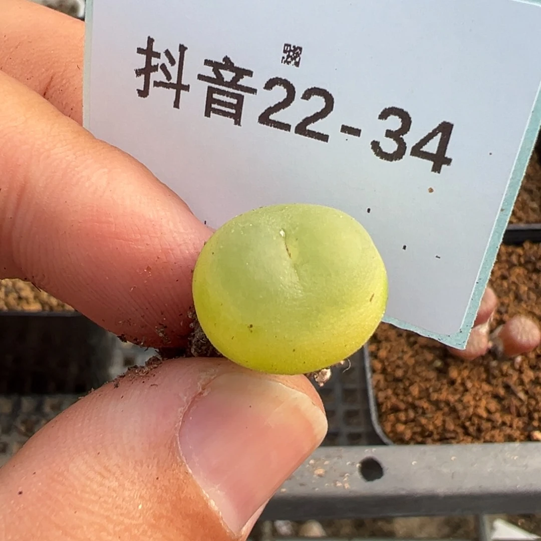 祁*@22-34拉登多肉植物