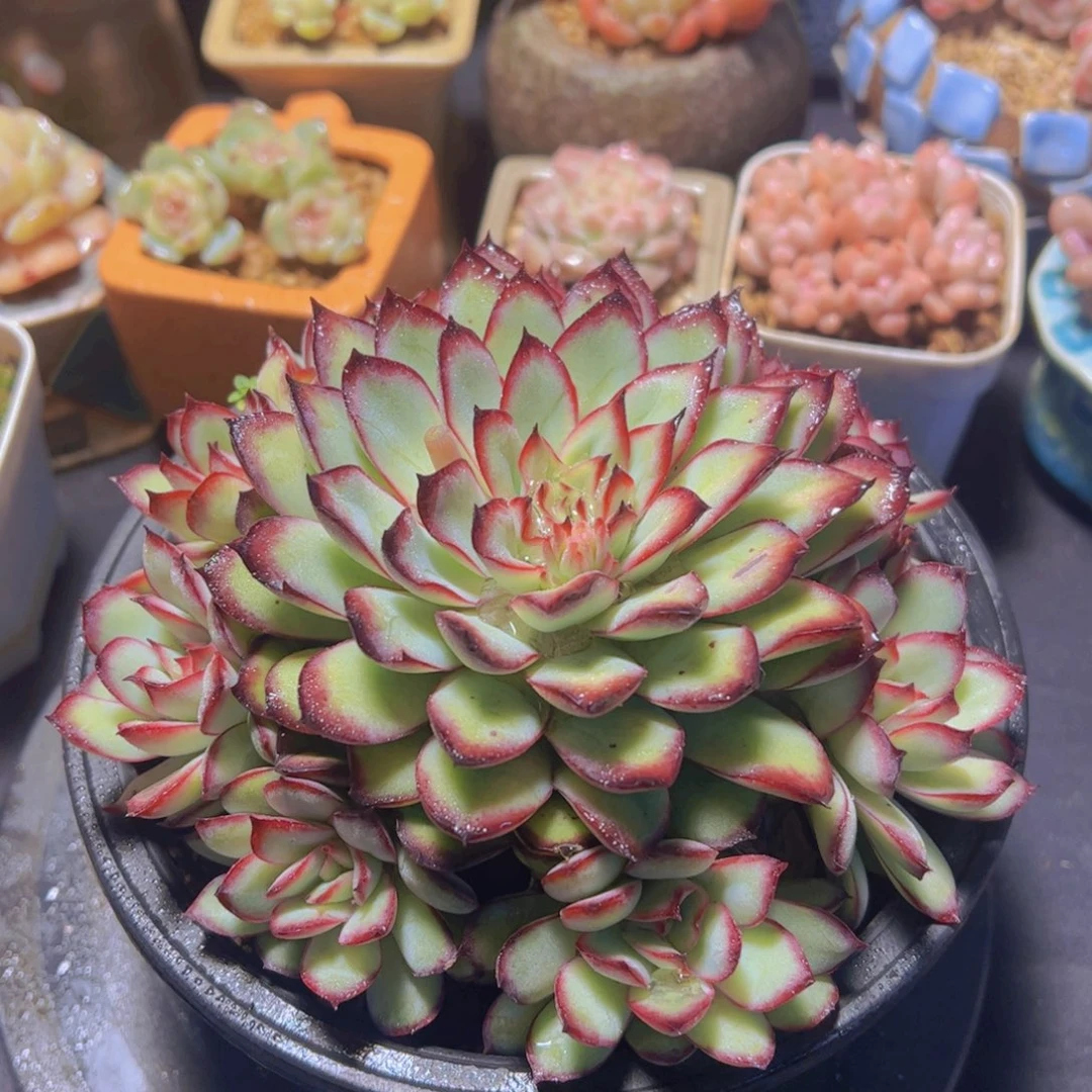 玉*肉酱玫瑰，多肉植物