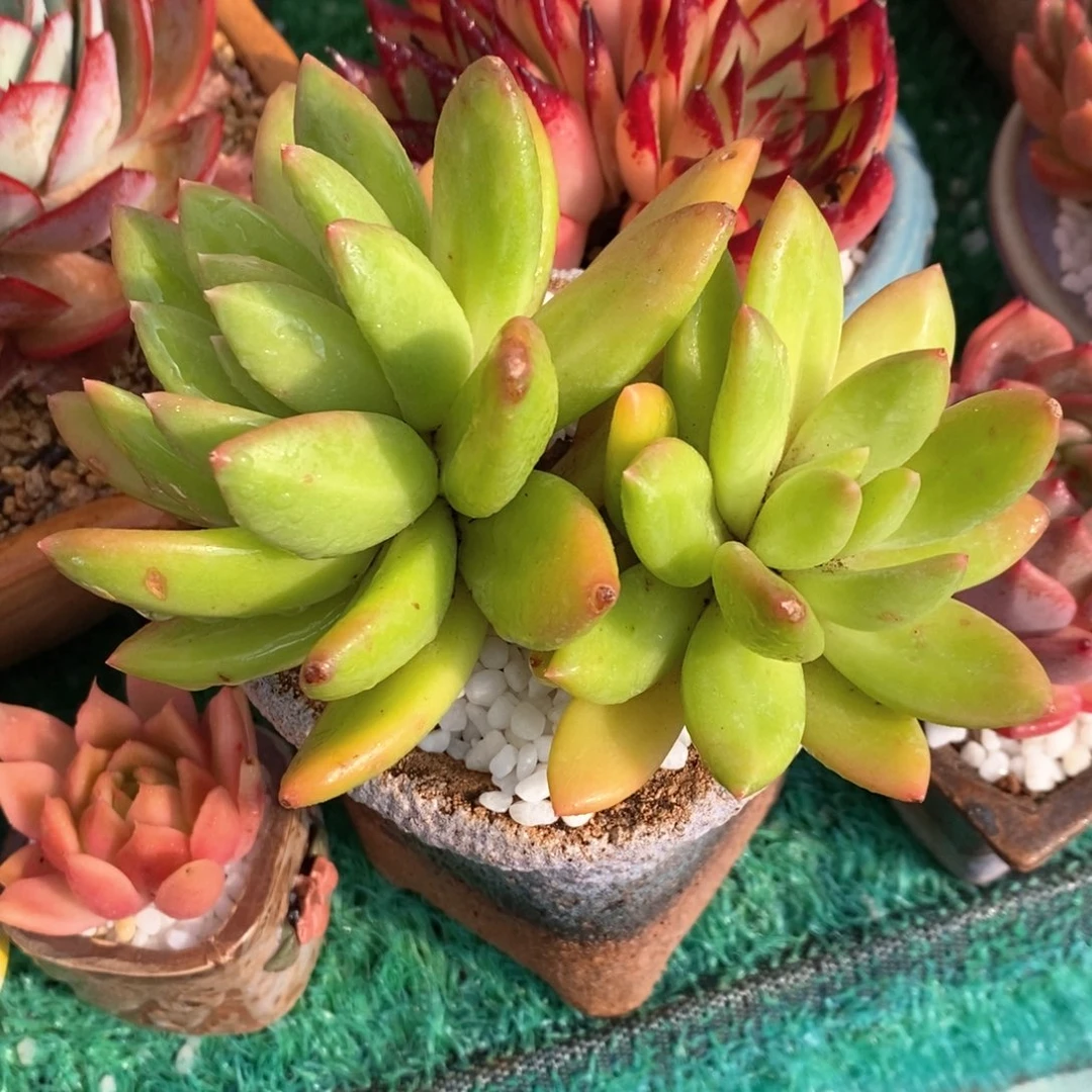 海洋之歌多肉植物盆栽