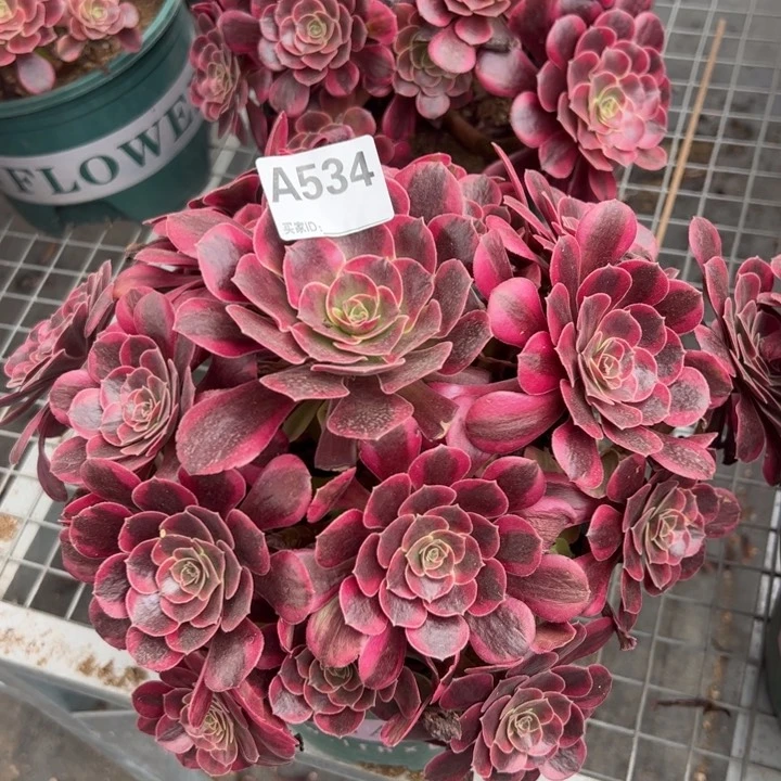 534凤冠25厘米左右半木质
