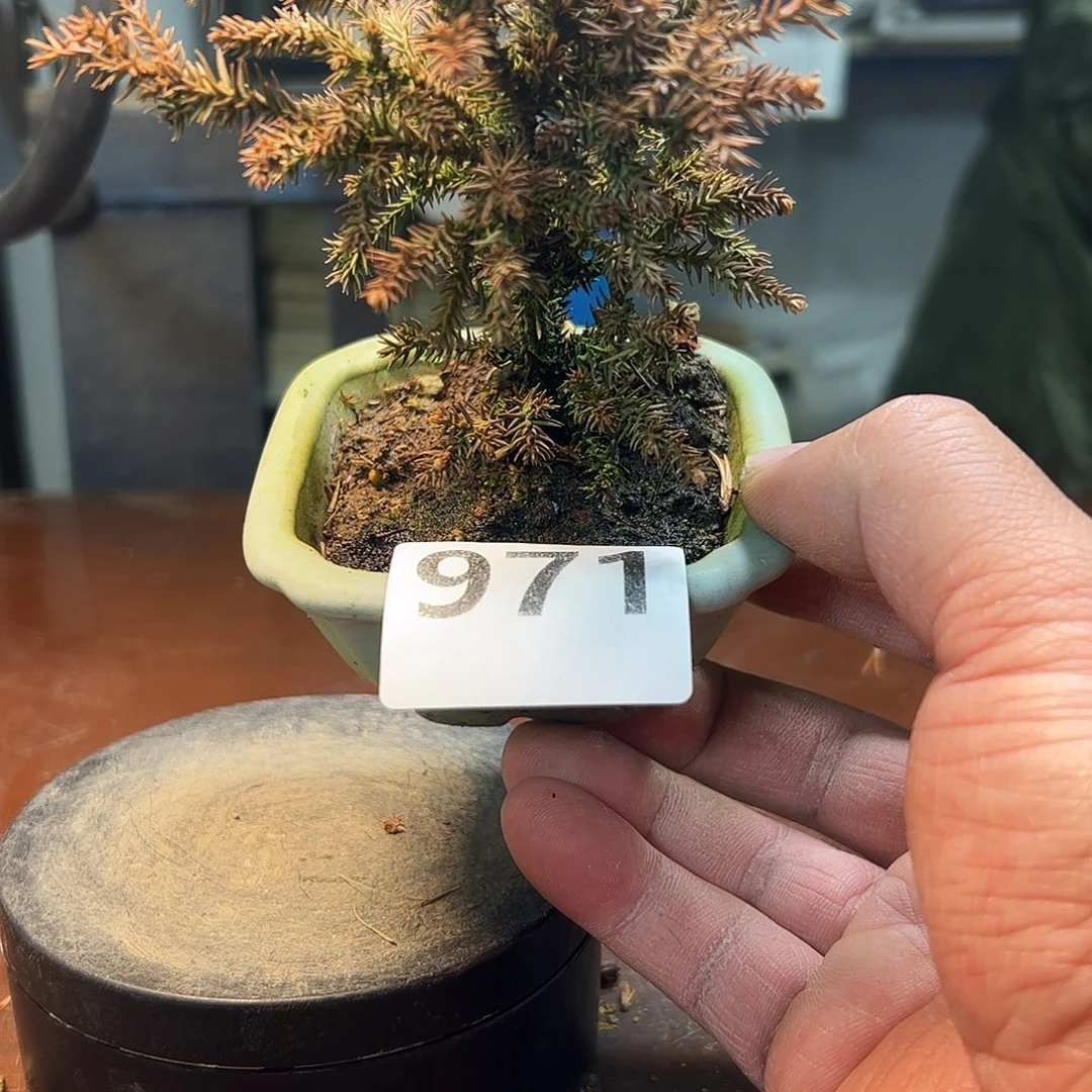 无花朵健健康康快快乐乐