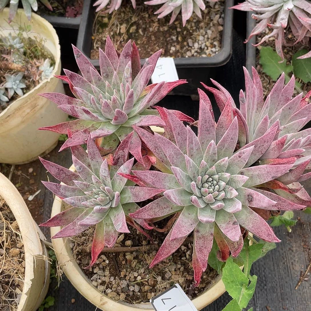 瑕疵特价不售后衣静思杂苹果叶11417