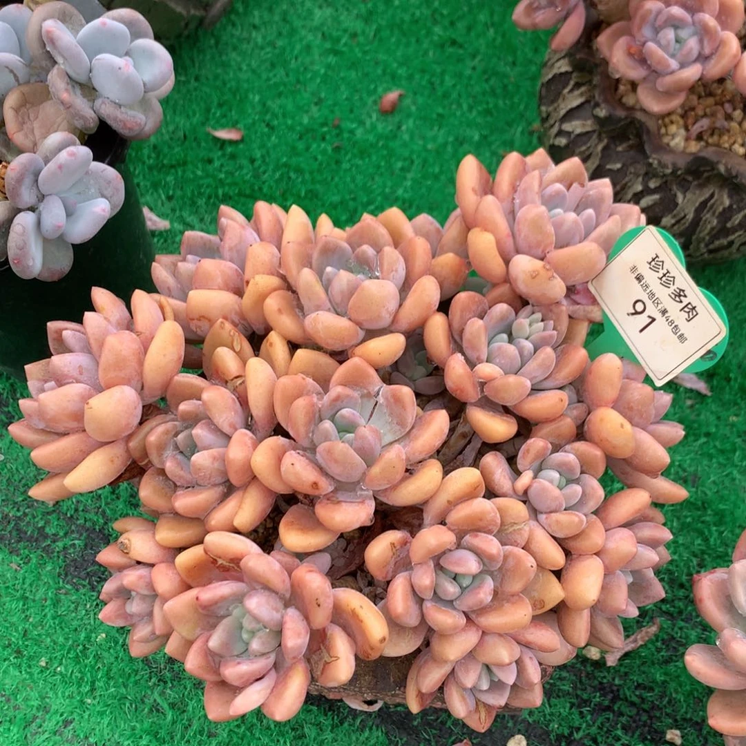 克洛伊老桩无砍平头91