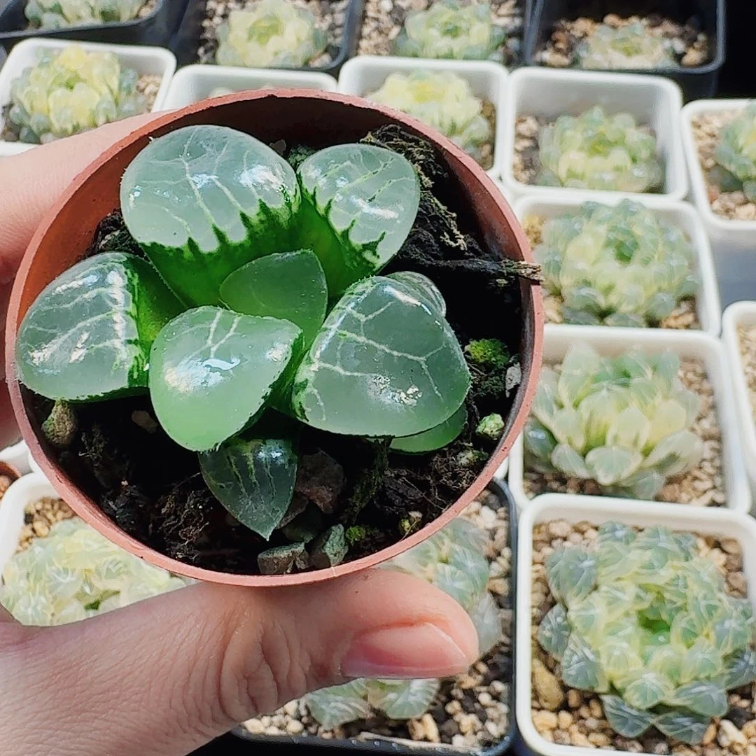 十二卷 水晶克 福利