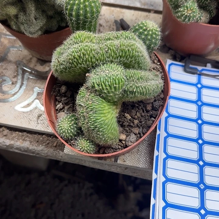 樱***雨无花朵彩草哈哈哈哈哈哈哈哈