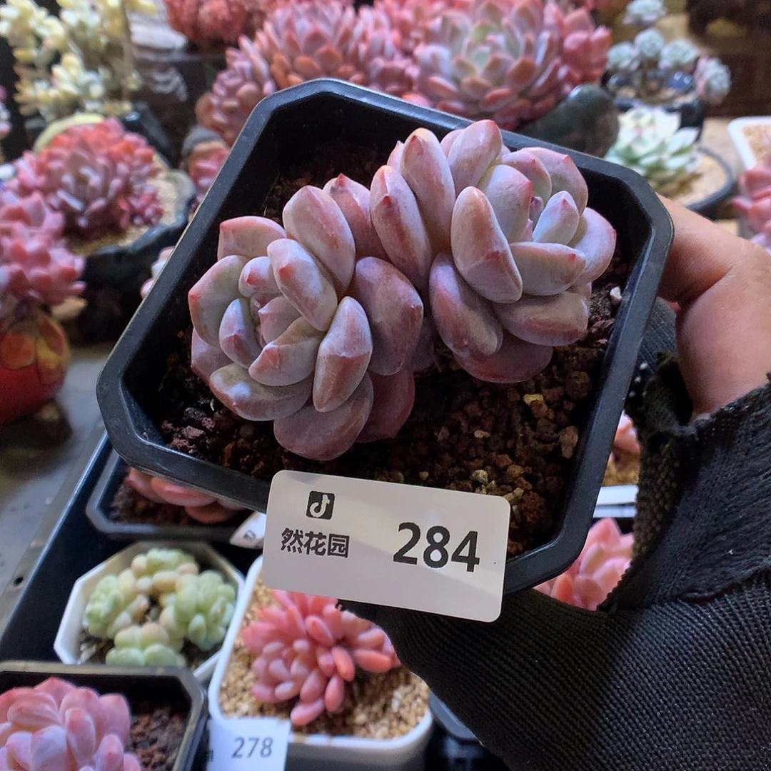 284星影多肉植物6666