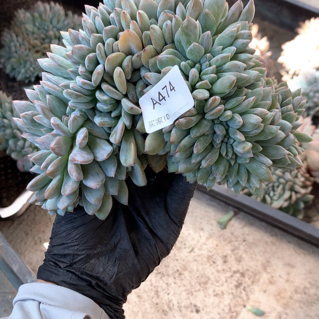 A474 售后时间签收起7天内