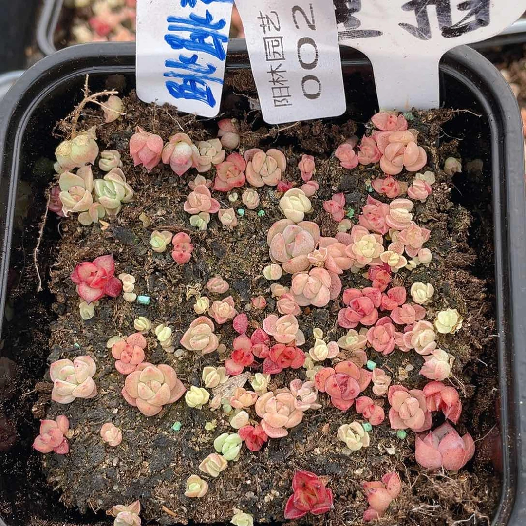 量拍多肉植物多肉植物2