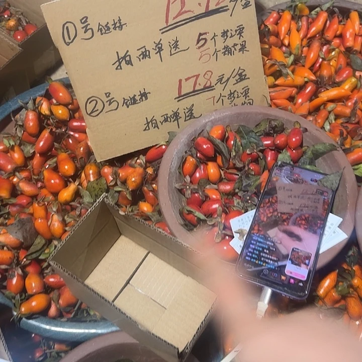 老鸦柿果子籽种子拍