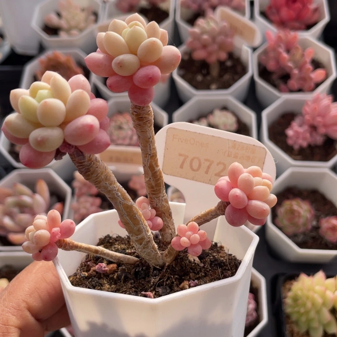 洛可可7072-8.0厘米